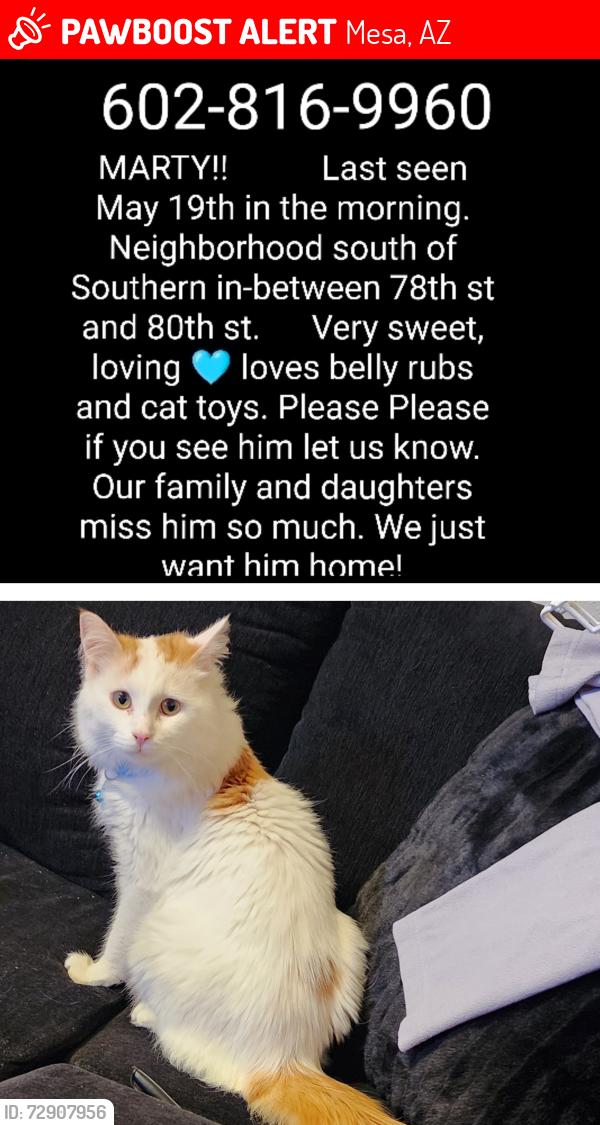 Lost Male Cat last seen Sossaman and Southern, Mesa, AZ 85209