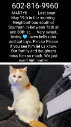 Lost Male Cat last seen Sossaman and Southern, Mesa, AZ 85209