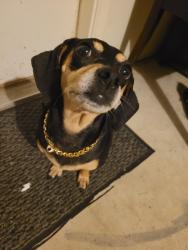Reunited Female Dog last seen Dallas and taft, Houston, TX 77019
