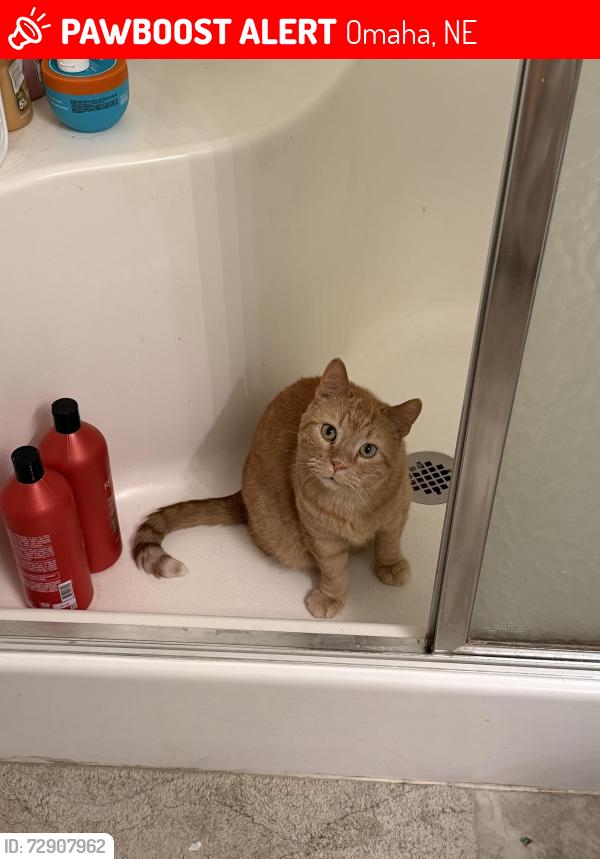 Lost Male Cat last seen Bondesson and N 76th St, Omaha, NE 68122