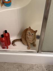 Lost Male Cat last seen Bondesson and N 76th St, Omaha, NE 68122