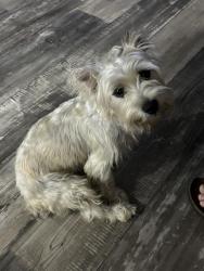 Reunited Male Dog last seen Downtown conroe, Conroe, TX 77301