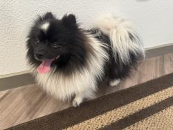 Found/Stray Male Dog last seen N Santa Fe Ave, Vista, CA 92084