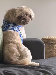 Lost Female Dog last seen Dexter Lakes, Memphis, TN 38016