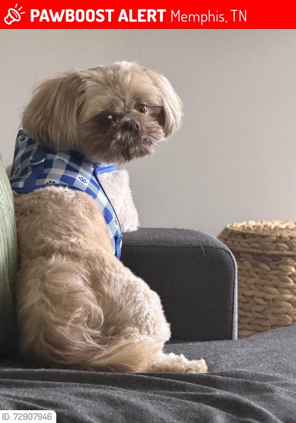 Lost Female Dog last seen Dexter Lakes, Memphis, TN 38016