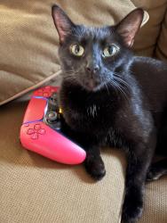 Reunited Female Cat last seen hyacinth drive fort worth, Fort Worth, TX 76244