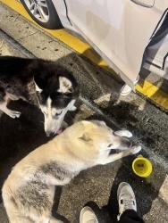 Found/Stray Unknown Dog last seen Subway, Miami, FL 331658015