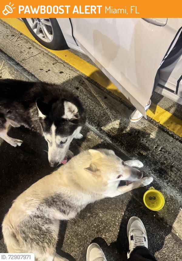 Found/Stray Unknown Dog last seen Subway, Miami, FL 331658015