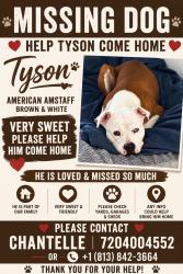 Lost Male Dog last seen Colfax and moline, Denver, CO 80206