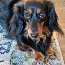 Lost Female Dog last seen Houston  st.,,Moore  st.and Traylor st., Granbury, TX 76048