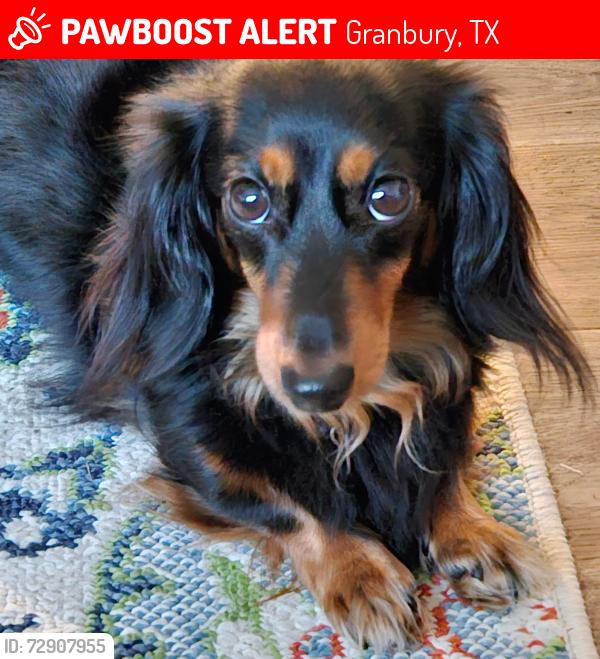 Lost Female Dog last seen Houston  st.,,Moore  st.and Traylor st., Granbury, TX 76048