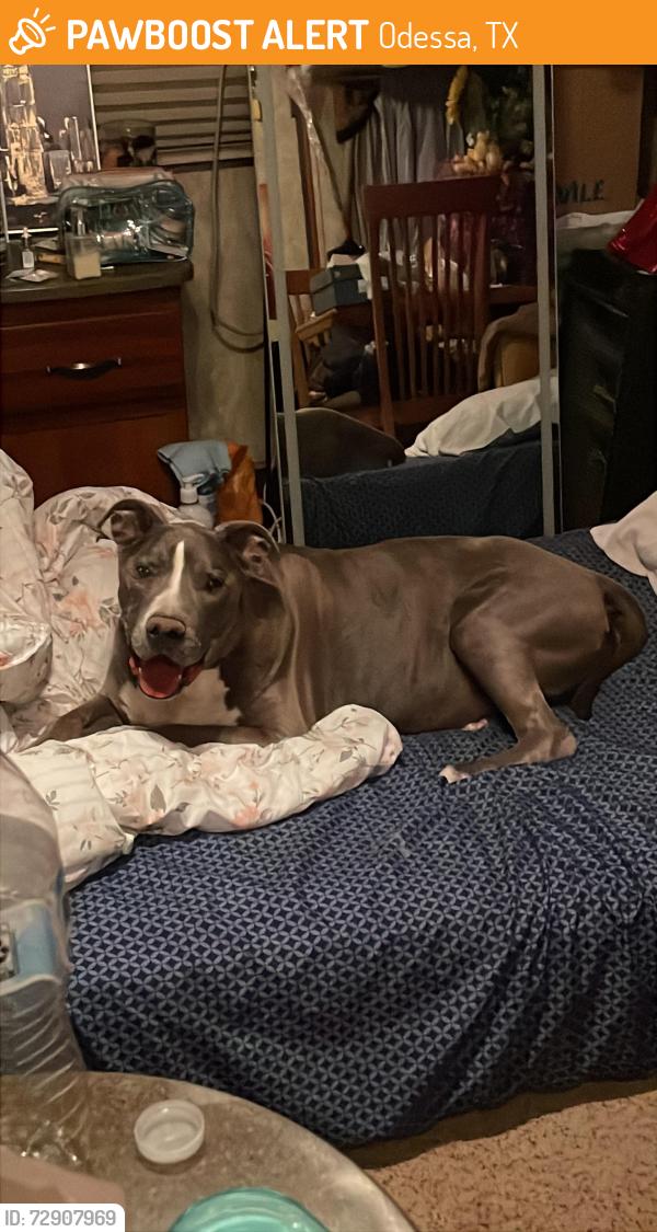 Rehomed Male Dog last seen Hammett dr west county rd 171, Odessa, TX 79761