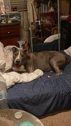 Found/Stray Male Dog last seen Hammett dr west county rd 171, Odessa, TX 79761