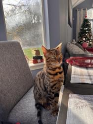 Lost Male Cat last seen 49th Ave sw federal way, Federal Way, WA 98023