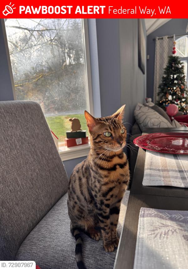 Lost Male Cat last seen 49th Ave sw federal way, Federal Way, WA 98023