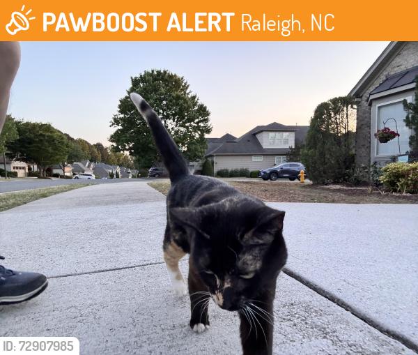 Found/Stray Female Cat last seen Berry Crest Ave , Raleigh, NC 27617
