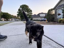 Found/Stray Female Cat last seen Berry Crest Ave , Raleigh, NC 27617