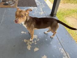 Found/Stray Male Dog last seen Langston Hughes Academy, Stockton, CA 95205