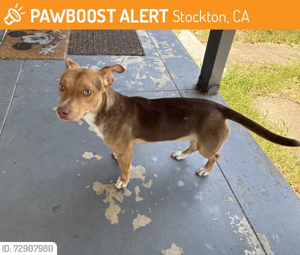 Found/Stray Male Dog last seen Langston Hughes Academy, Stockton, CA 95205