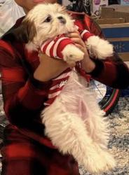 Reunited Female Dog last seen Hebron and quail creek maa hebron apmts , Carrollton, TX 75010
