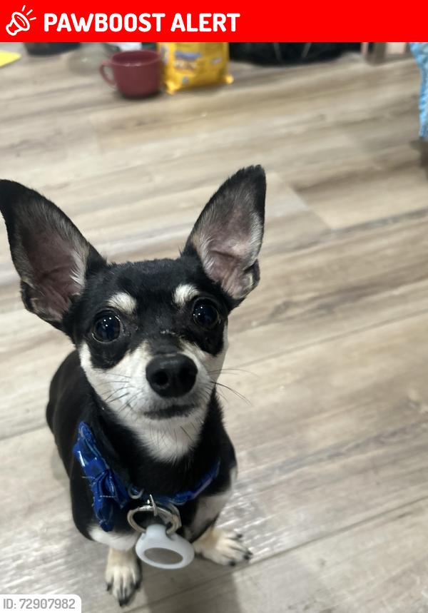Lost Male Dog last seen Seminole County Area, Seminole County, FL 32765