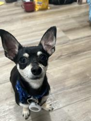 Lost Male Dog last seen Seminole County Area, Seminole County, FL 32765