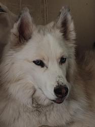 Found/Stray Male Dog last seen Boyette Rd and Wells rd. Area, Wesley Chapel, FL 33545