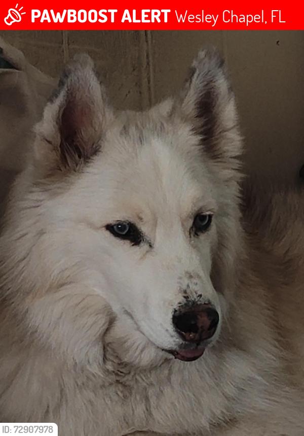 Found/Stray Male Dog last seen Boyette Rd and Wells rd. Area, Wesley Chapel, FL 33545