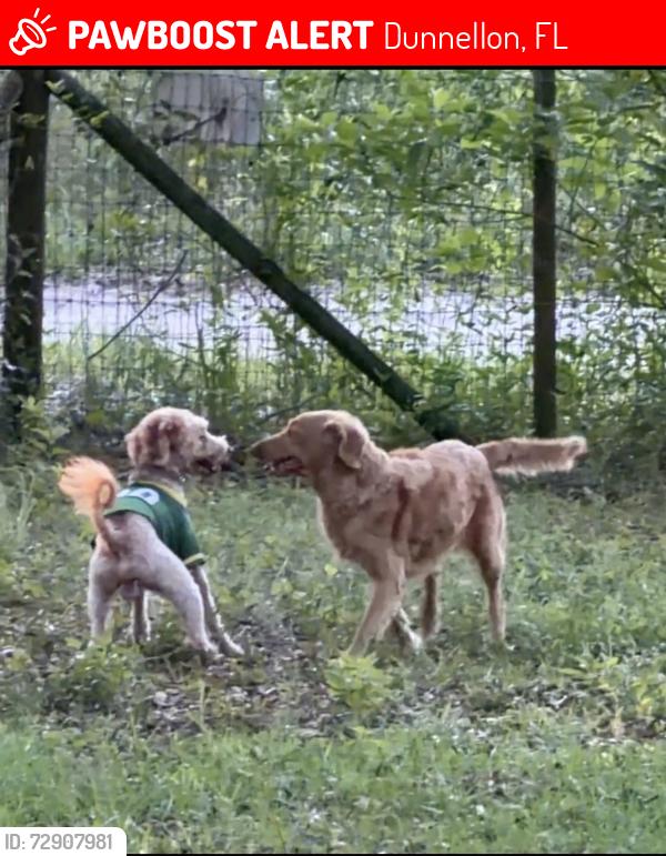 Lost Female Dog last seen Near SW 151st pl Dunnelon fl 34432, Dunnellon, FL 34434