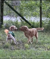 Lost Female Dog last seen Near SW 151st pl Dunnelon fl 34432, Dunnellon, FL 34434
