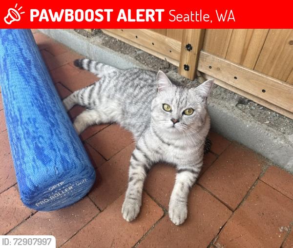 Lost Male Cat last seen Mary Ave NW & 92nd , Seattle, WA 98117