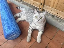 Lost Male Cat last seen Mary Ave NW & 92nd , Seattle, WA 98117