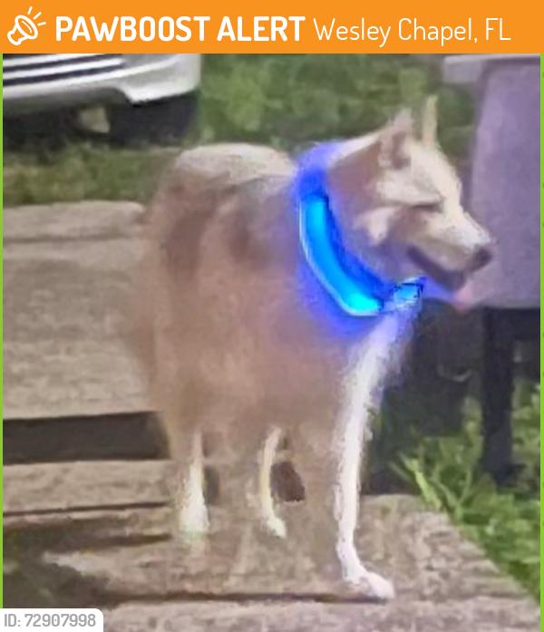Found/Stray Male Dog last seen Boyette rd and Briarthorn, Wesley Chapel, FL 33544