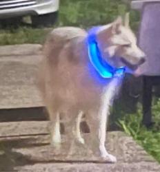 Found/Stray Male Dog last seen Boyette rd and Briarthorn, Wesley Chapel, FL 33544