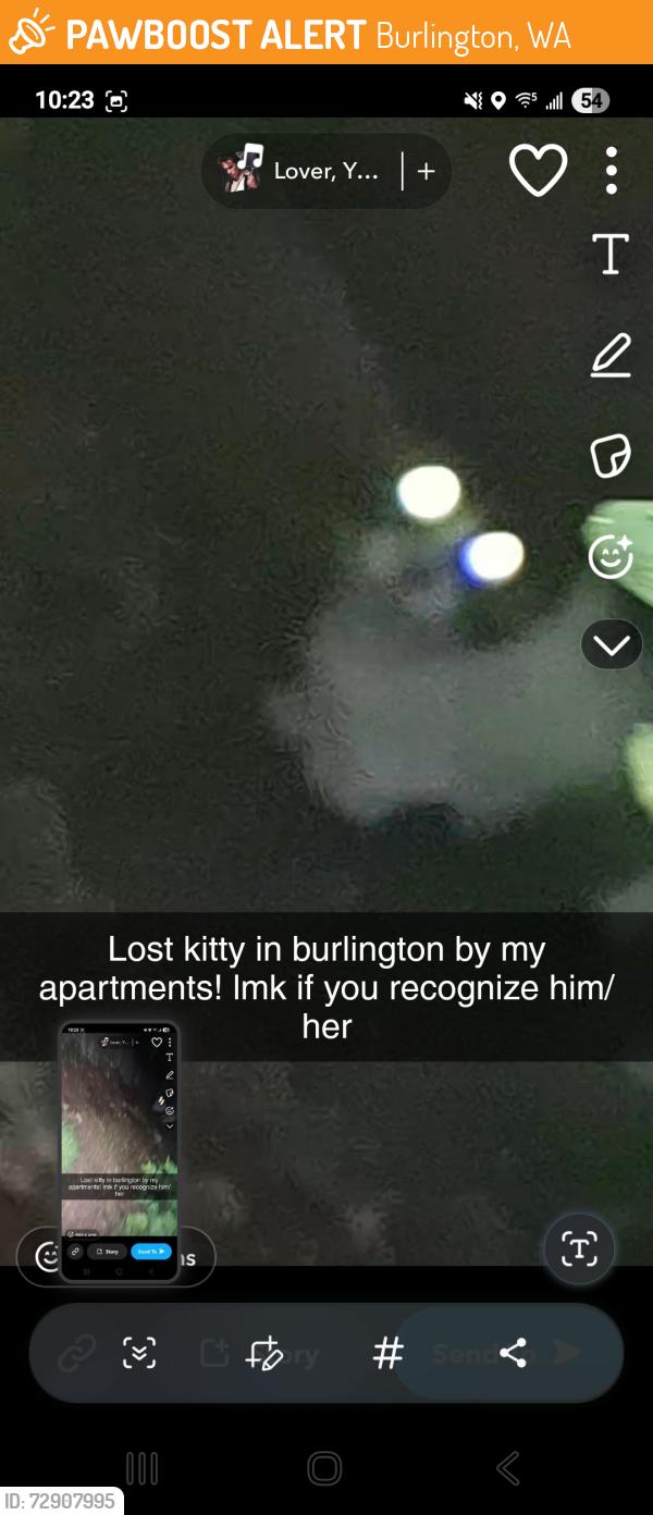 Found/Stray Unknown Cat last seen Burlington Elementary school, Burlington, WA 98233