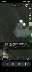 Found/Stray Unknown Cat last seen Burlington Elementary school, Burlington, WA 98233