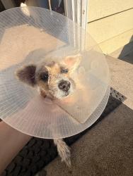 Reunited Female Dog last seen broadway, San Gabriel, CA 91776