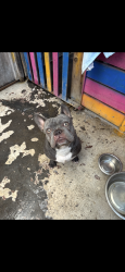Lost Male Dog last seen Lakewood & Alondra, Bellflower, CA 90706