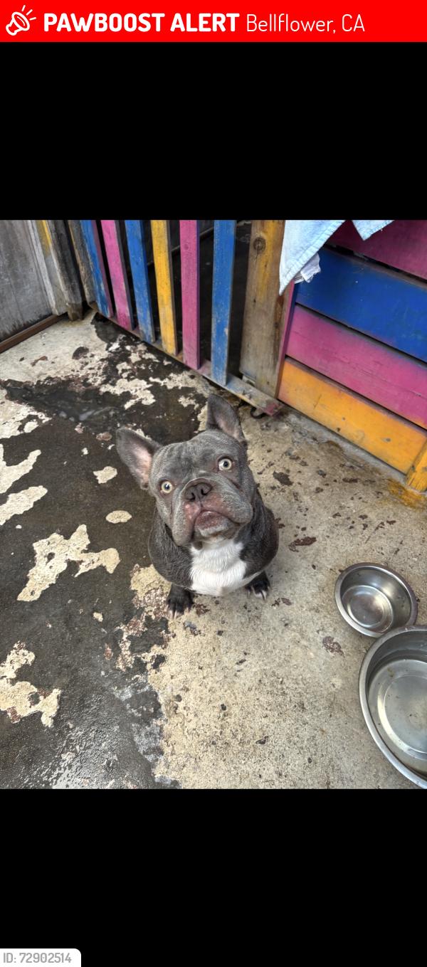 Lost Male Dog last seen Lakewood & Alondra, Bellflower, CA 90706