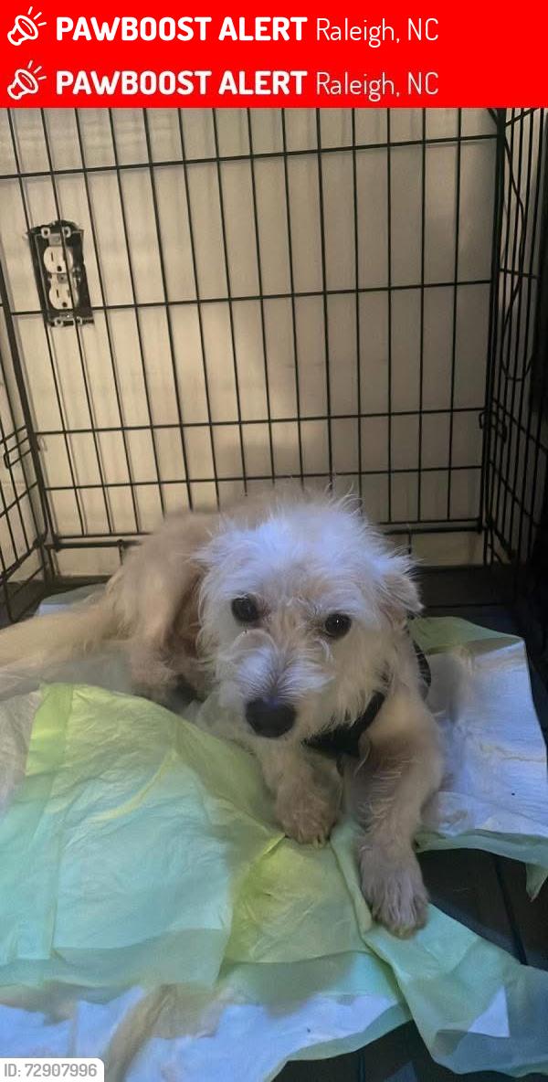 Lost Female Dog last seen Near N Spring Garden Cir, Raleigh, NC 27603, Raleigh, NC 27603