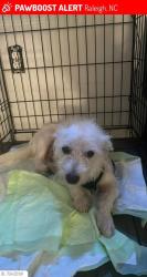 Lost Female Dog last seen Near N Spring Garden Cir, Raleigh, NC 27603, Raleigh, NC 27603