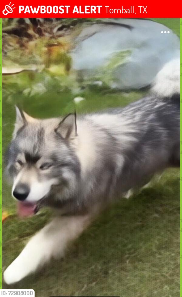 Lost Male Dog last seen Near Kuykendahl Rd,, Tomball, TX 77375