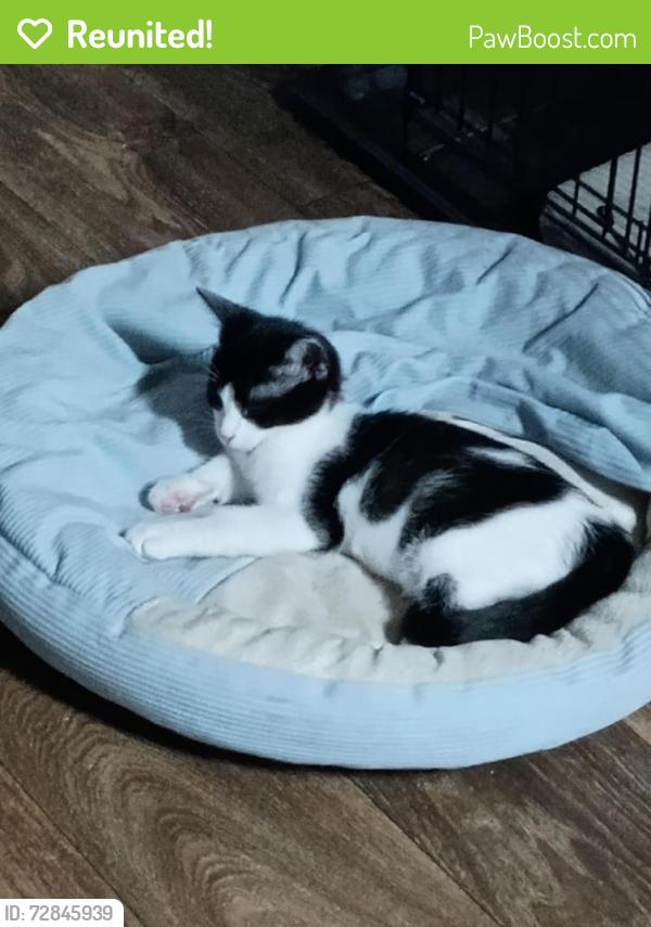 Reunited Male Cat last seen Kentucky , Nashville, TN 37209