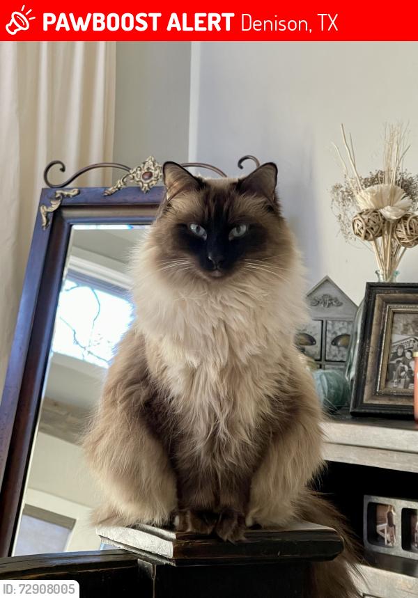 Lost Female Cat last seen Gun club rd hwy 120 Denison , Denison, TX 75021