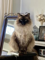 Lost Female Cat last seen Gun club rd hwy 120 Denison , Denison, TX 75021