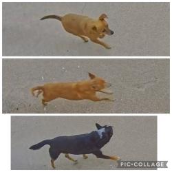 Reunited Male Dog last seen 17th, Odessa, TX 79761