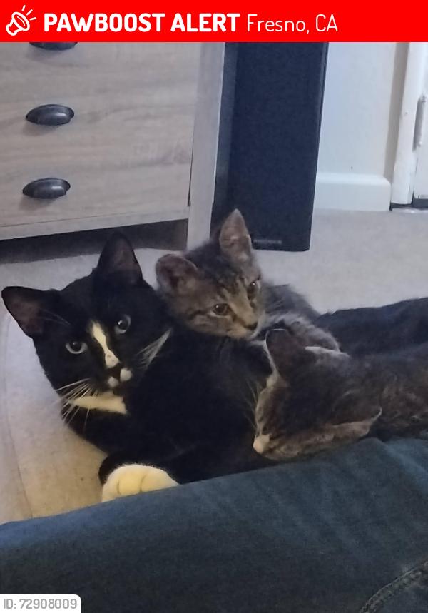 Lost Male Cat last seen Belmont and Broadway, Fresno, CA 93701