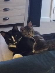 Lost Male Cat last seen Belmont and Broadway, Fresno, CA 93701
