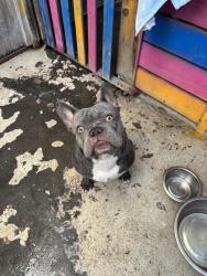 Lost Male Dog last seen Alondra and Lakewood, Bellflower CA, Bellflower, CA 90723
