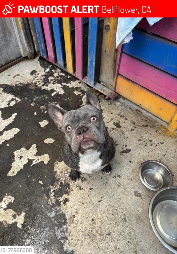 Lost Male Dog last seen Alondra and Lakewood, Bellflower CA, Bellflower, CA 90723